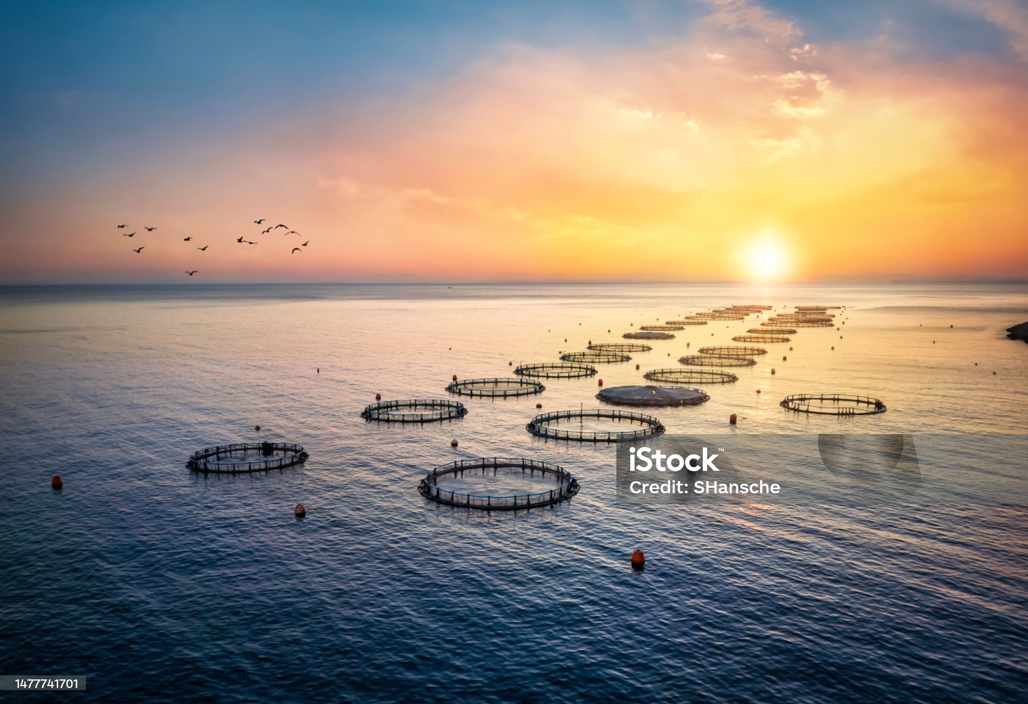 Fish farming